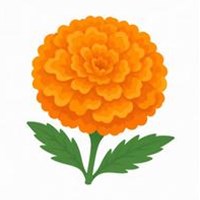 메리골드